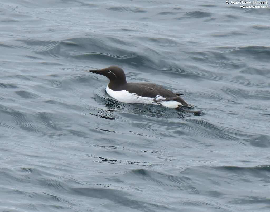 Guillemot de Troïladulte nuptial