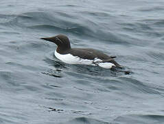 Common Murre