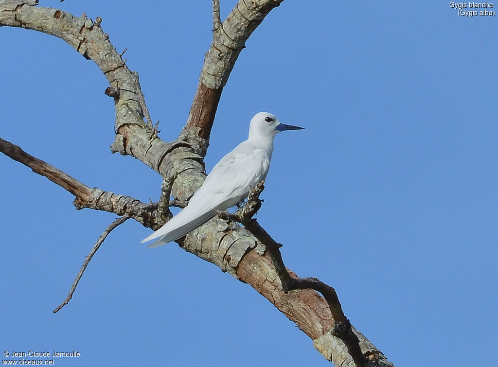 Gygis blanche