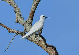 White Tern