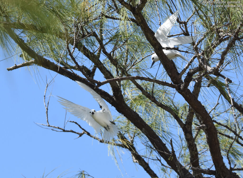 White Tern