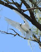 White Tern