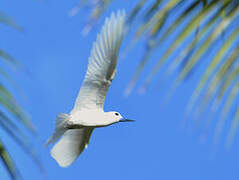 White Tern