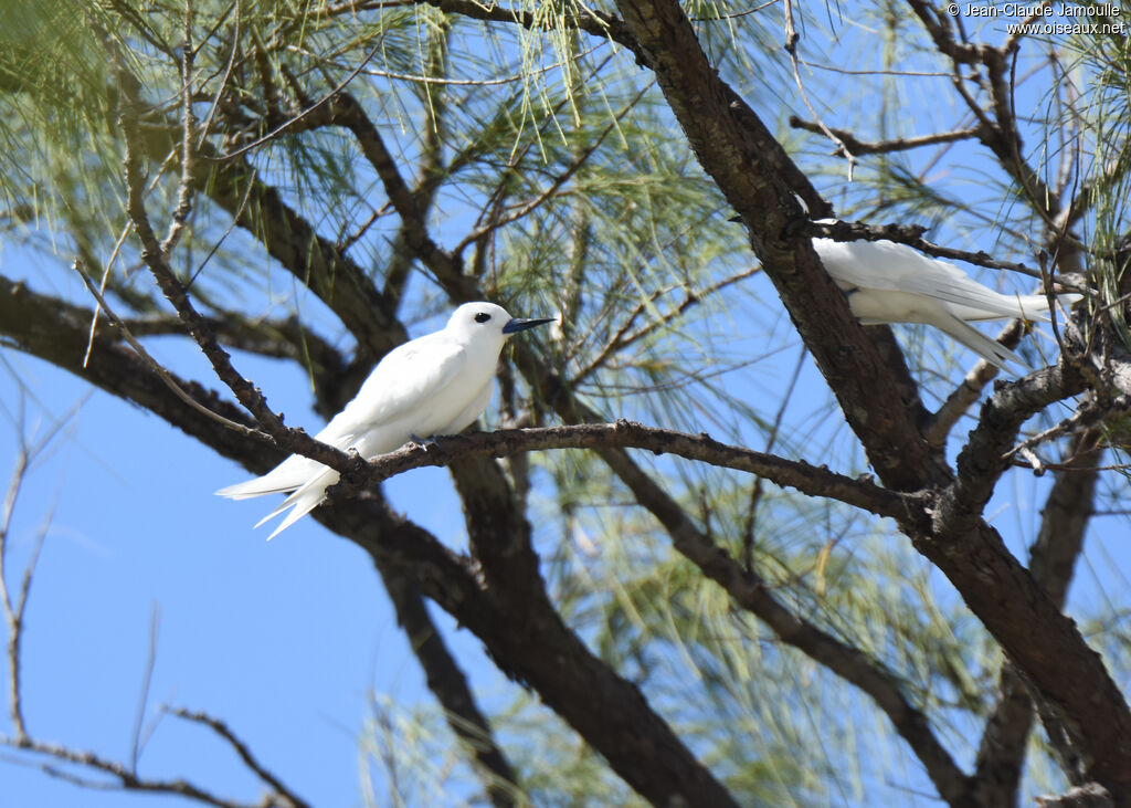 White Tern