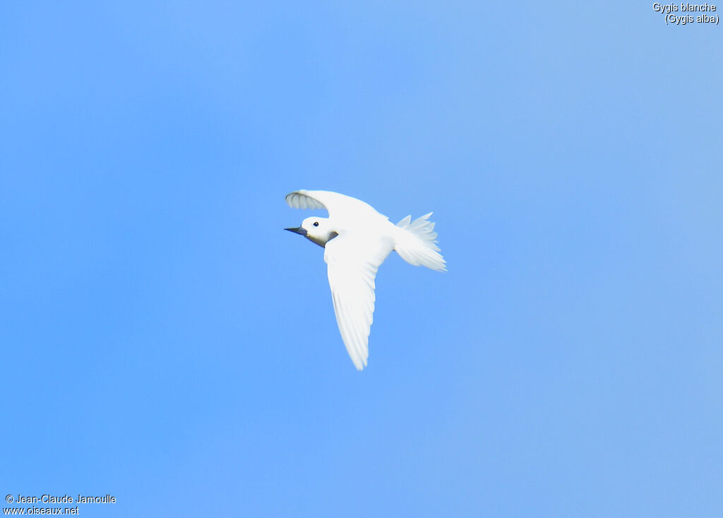 White Tern, Flight