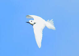 White Tern