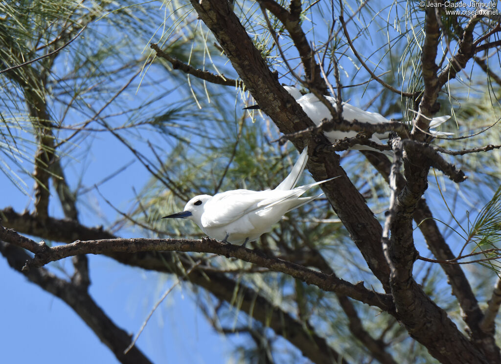 White Tern