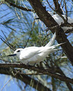 White Tern