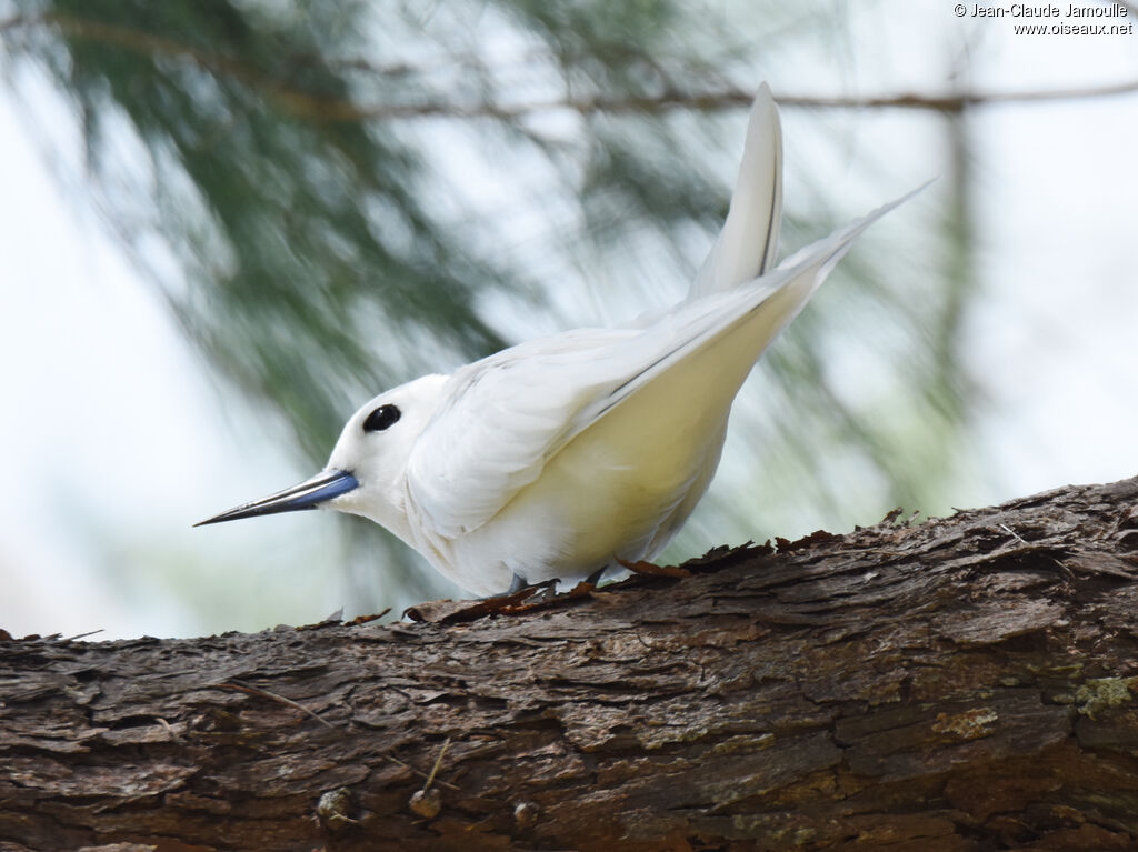 White Tern