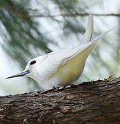 White Tern