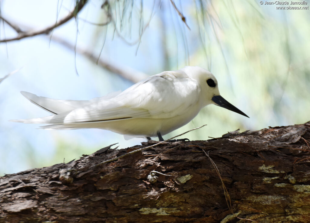 White Tern