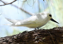 White Tern