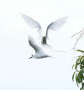 White Tern