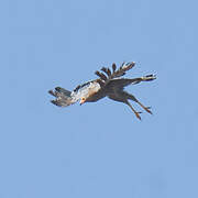 African Harrier-Hawk