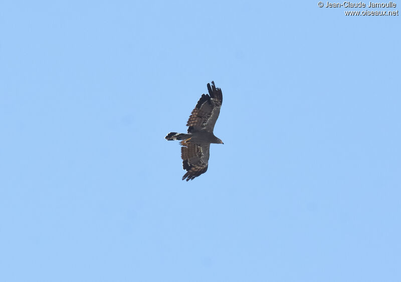 African Harrier-Hawk