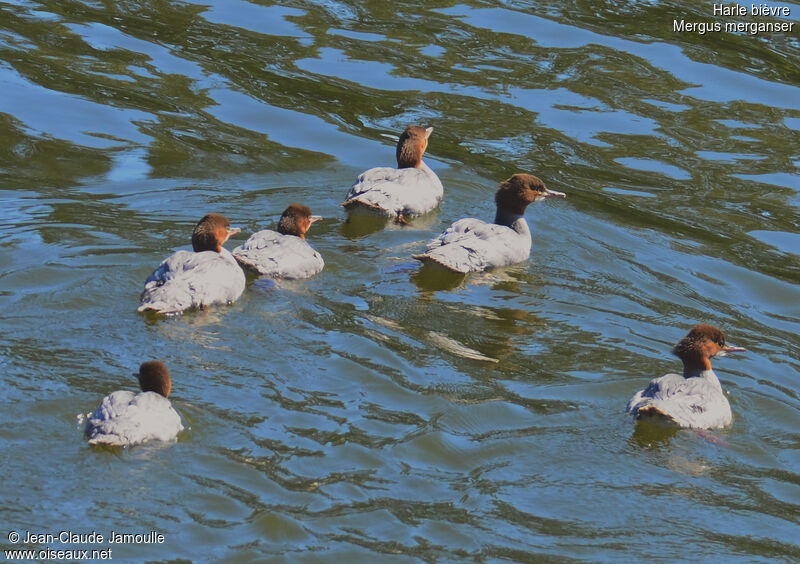 Common Merganser