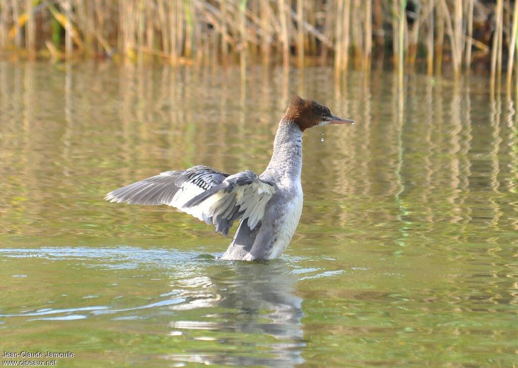 Common Merganser female juvenile, identification, Behaviour