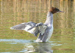 Common Merganser