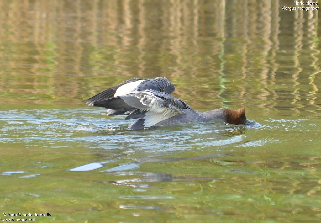 Common Merganser, Behaviour