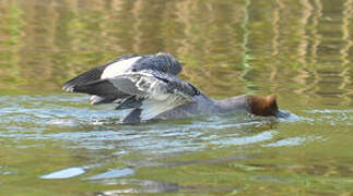 Common Merganser