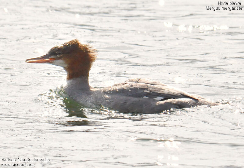 Common Merganser, Behaviour