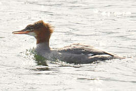 Common Merganser