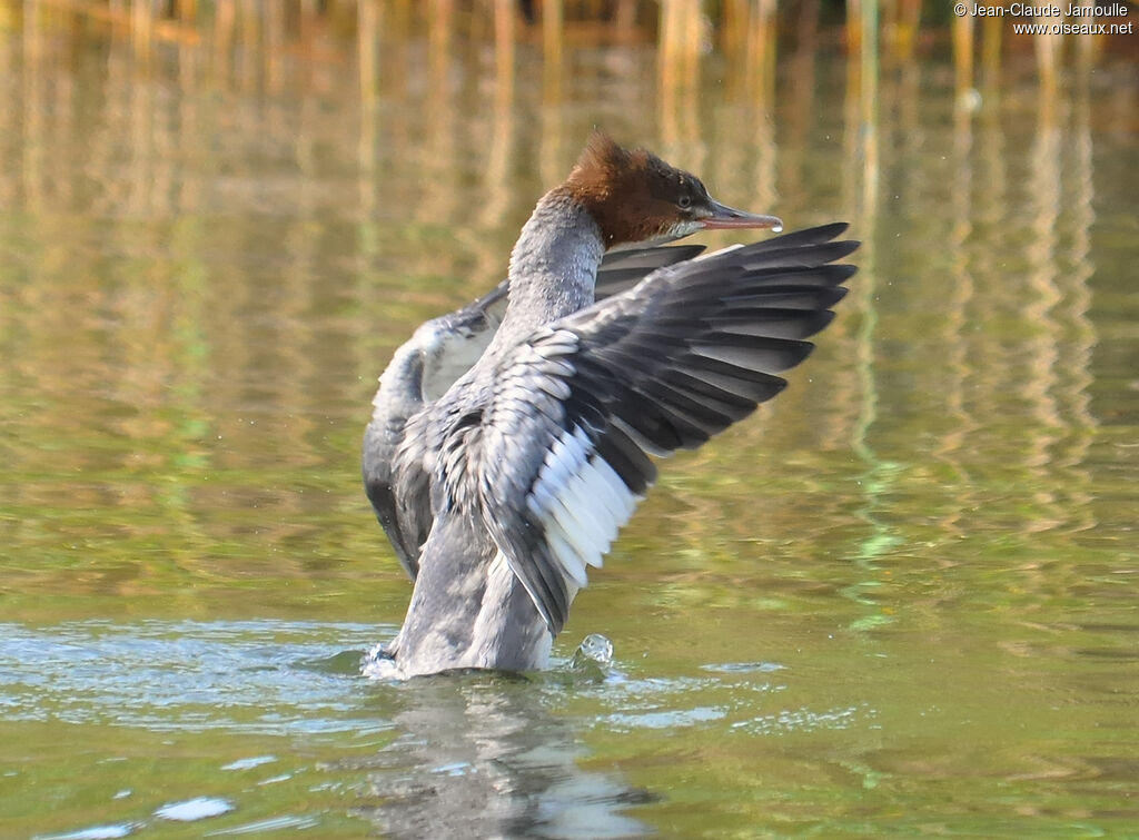 Common Merganser