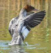 Common Merganser