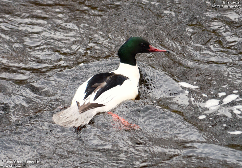 Common Merganser male adult