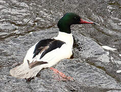 Common Merganser