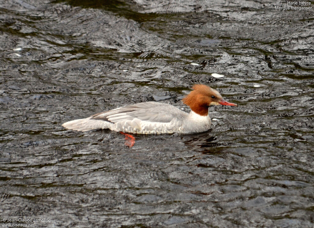 Common Merganser female adult