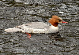 Common Merganser