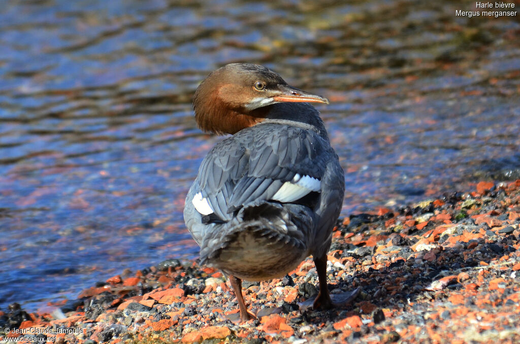 Common Merganser, Behaviour