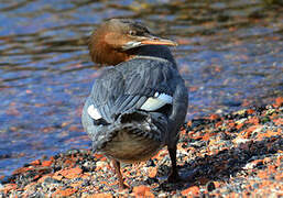 Common Merganser