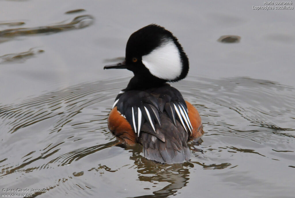 Hooded Merganser male