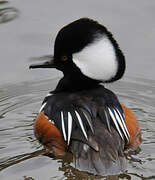 Hooded Merganser