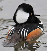 Hooded Merganser