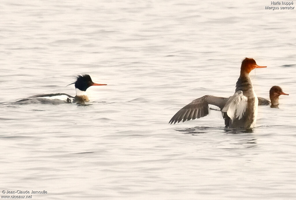 Red-breasted Merganser , Behaviour