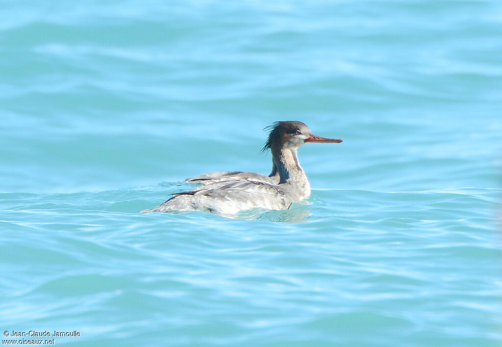 Red-breasted Merganser