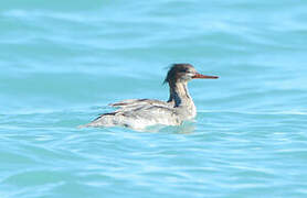 Red-breasted Merganser