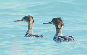 Red-breasted Merganser