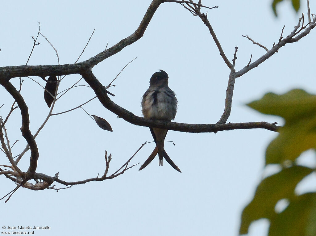 Grey-rumped Treeswift female