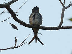 Grey-rumped Treeswift