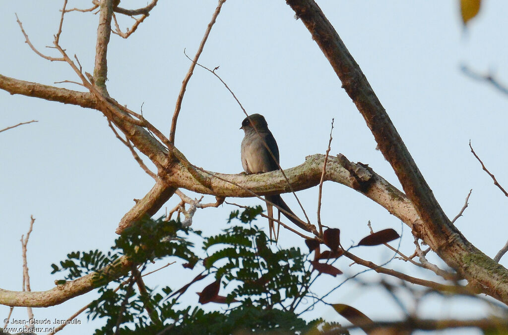 Grey-rumped Treeswift male