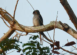 Grey-rumped Treeswift