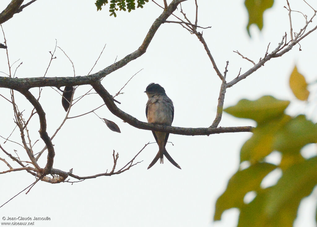 Grey-rumped Treeswift female