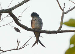 Grey-rumped Treeswift