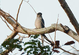 Grey-rumped Treeswift