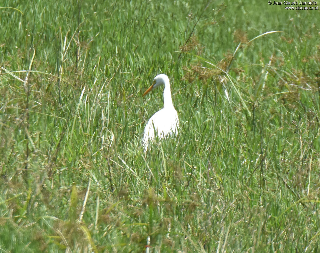 Yellow-billed Egret