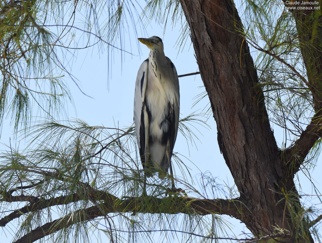 Grey Heron